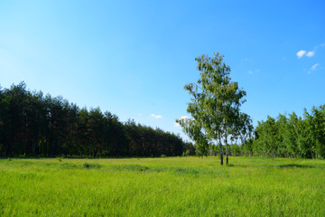 View through the green field to the forest in the distance.
