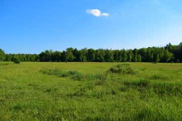 Fototapeta premium View through the green field to the forest in the distance.