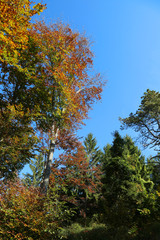 trees and fir in the forest in autumn