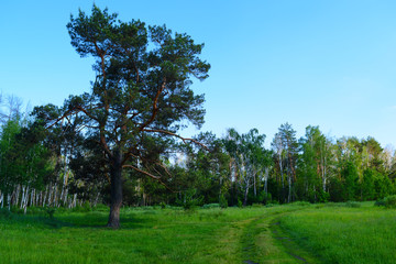 View of a large pine tree in a green field near the forest.