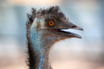 portrait of an ostrich Emu