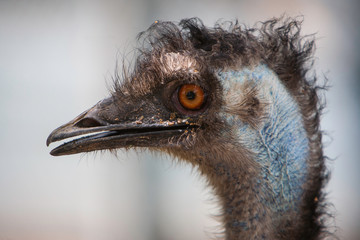 portrait of an Emu ostrich