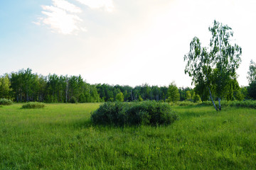 View through the green field to the forest in the distance.