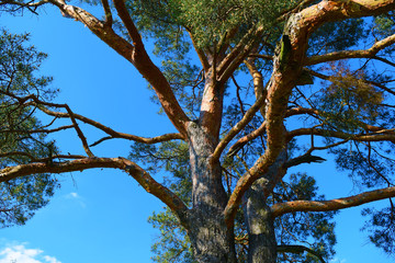 Bottom view of a large fabulous pine tree against the sky.