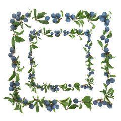 Obraz premium Sloe berry border on a white background. Also known as blackthorn.