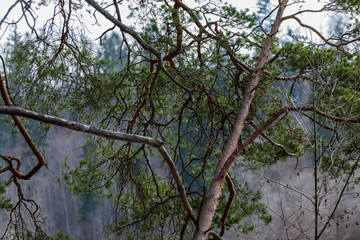 pine tree trunks and branches with green needles in swamp area
