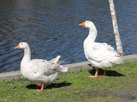 Pair of white domestic geese
