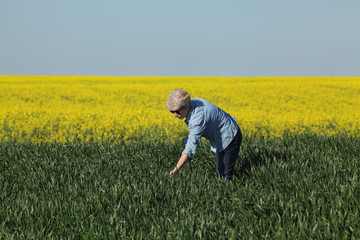 Naklejka na ściany i meble Female farmer or agronomist inspecting quality of wheat in early spring with canola field in background