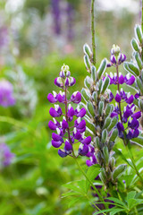 Obraz premium beautiful violet lupinus flowers in a garden