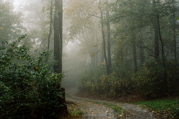 foggy road