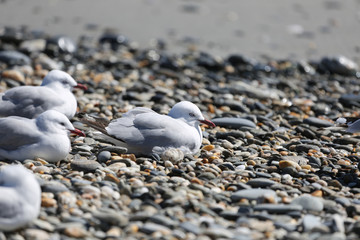 Möwen am Strand