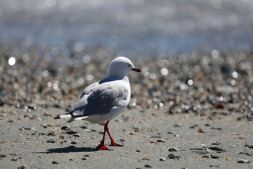 Möwen am Strand