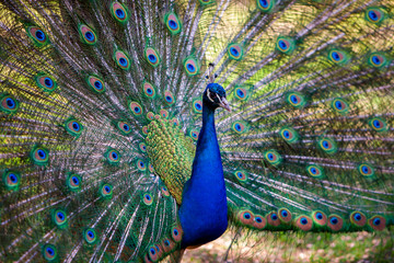 peacock with feathers out