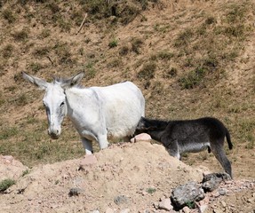white donkey feeding the cub