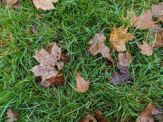 Fallen brown sycamore leaves in autumn lying on grass in the park