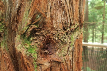 Baumrinde Makroaufnahme ganz nah