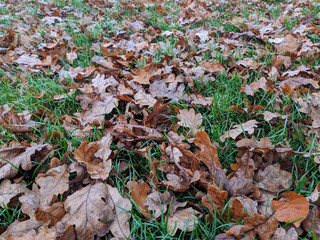 Autumn leaves on the grass in the morning wet with dew