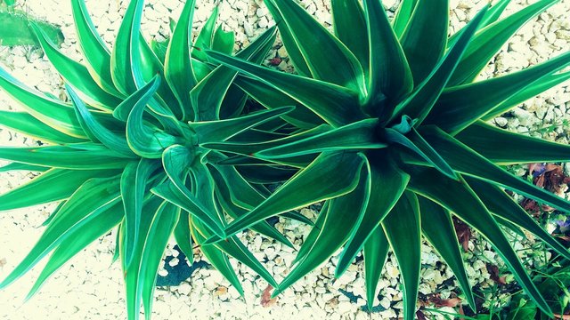 Planta de puas