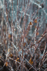 Gefrorener Ast im Winter