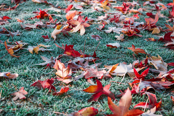 Gefrorener Laub auf einer Wiese