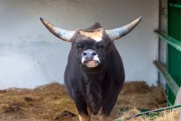 goat on a farm
