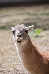 portrait of lama