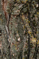 bark of a tree