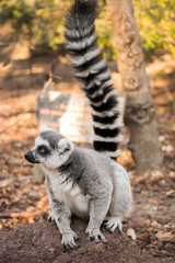 Lemur de cola anillada