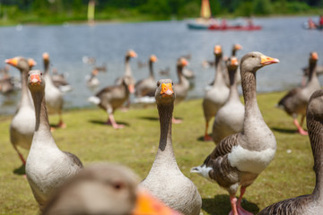 Large group of ducks coming out of the water