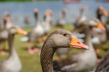 Closeup of a gray duck belonging to a colony are on a lawn next to the bank of a river
