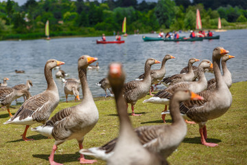 Landscape of a river and a group of ducks