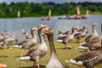 Duck quacking in a colony next to a beautiful river