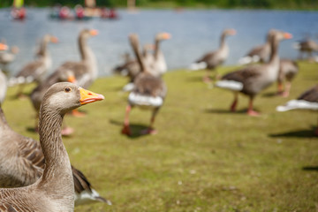 Group of ducks walk along the shore of a river