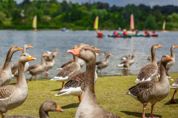 Group of ducks walk along the shore of a river