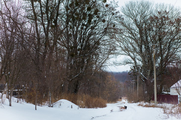 The dog runs along the snowy road in the village. Huge trees along the road. The first snowfall.