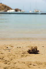 The small sailboat harbor on the coast in Ibiza