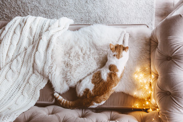Fototapeta na wymiar Cat sleeping on a couch