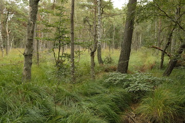 Darßer Weststrand, Nationalpark Vorpommersche Boddenlandschaft, Mecklenburg Vorpommern, Deutschland