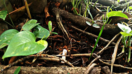 Cigarrillo entre raíces 