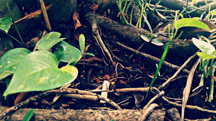 Cigarrillo entre raíces- filtro