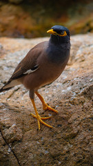 wild bird in Thailand