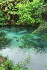 Fototapeta na wymiar Blue Pool River in Neuseeland