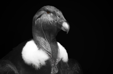 Portrait of a large wild vulture close up in black and white format on a black background
