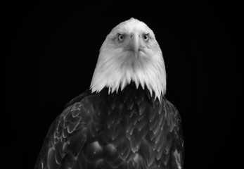 Black and white portrait of a large predatory bird on a black background. Beautiful eagle with a white head and dark plumage