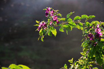 Fiore 