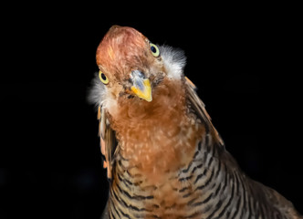 A colorful portrait of a bird with bright textures on feathers. Spotted pheasant with yellow eyes. funny bird.