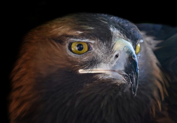 Portrait of a bird of prey close-up. Head of a brown wild eagle on a black background