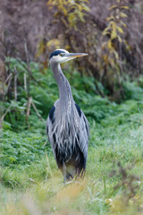 Great blue heron
