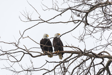 bald eagle male and female