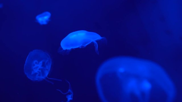 Close-up of fluorescent jellyfish floating in the deep sea, marine life at blue background